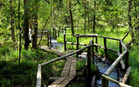 Naturpark Heidenreichsteiner Moor